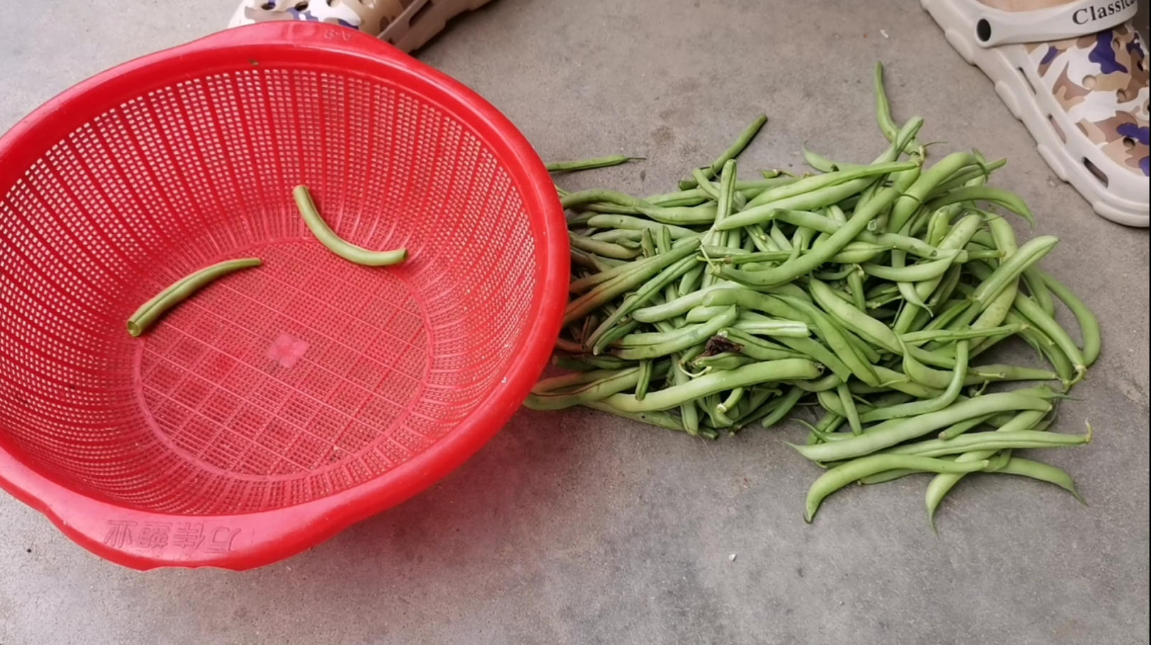 地里刀豆(四季豆)熟了,小伙买一斤猪腿肉,炖烂糊了真好吃
