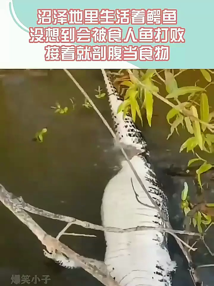 沼泽地里生活着鳄鱼,没想到会被食人鱼打败,接着就剖腹当食物!