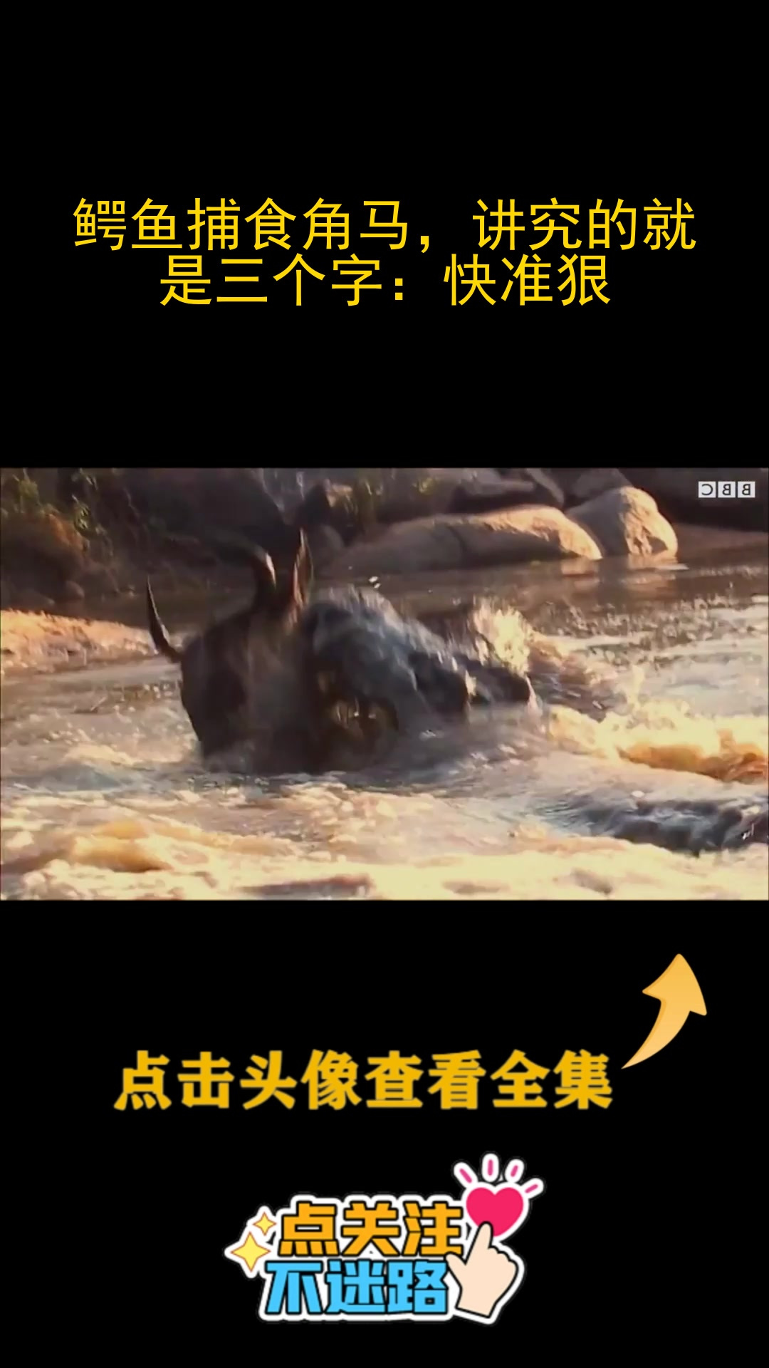 鳄鱼捕食角马,讲究的就是三个字:快准狠