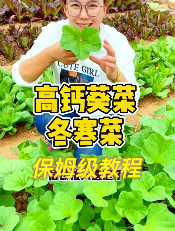 倍誉为“滑肠菜”的冬寒菜,掌握这2个种植技巧,1个冬天都吃不完