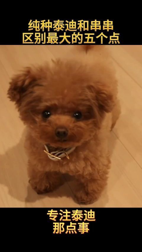 纯种泰迪和串串区别最大的五个点