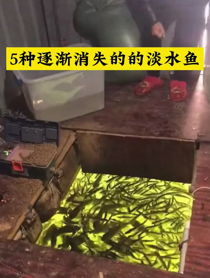 五种逐渐消失的淡水鱼,你见过几种?