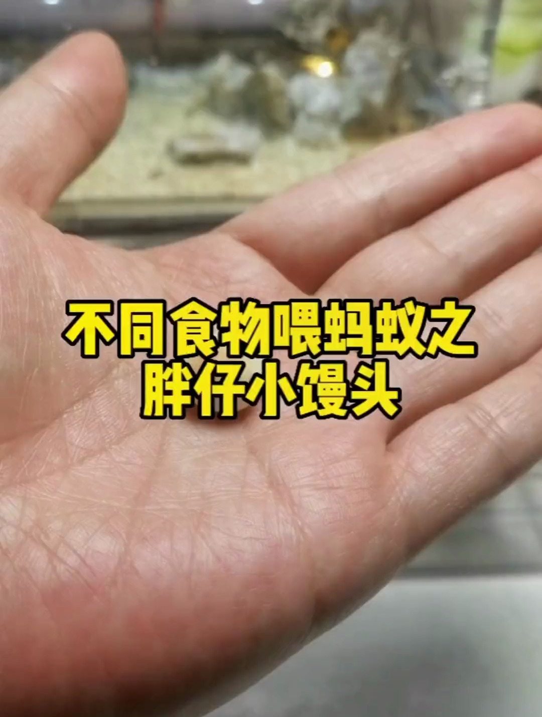 看蚂蚁如何在旺仔小馒头上跳舞