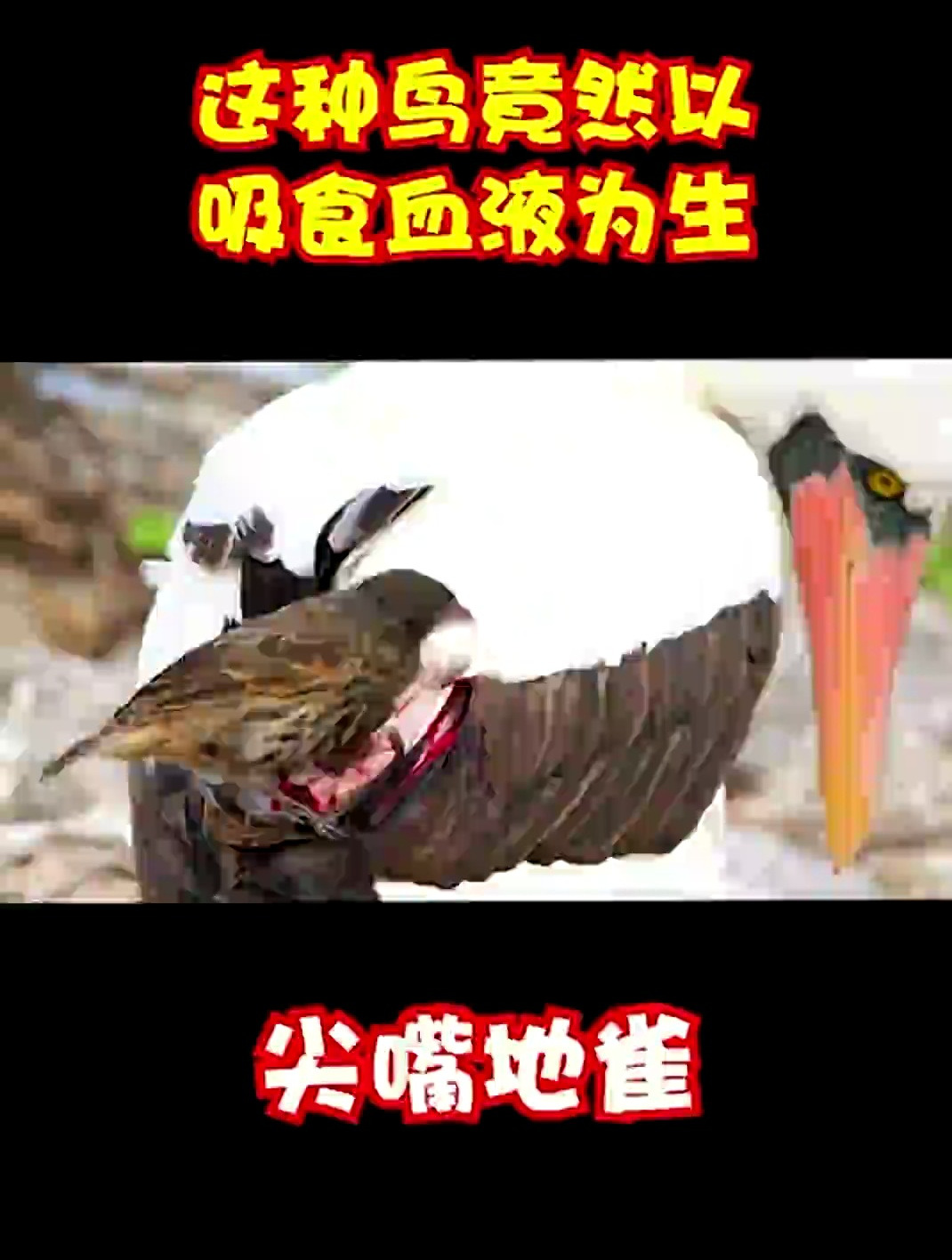 尖嘴地雀吸食鲣鸟的血液为生,鲣鸟不反抗还以为在为它们服务呢