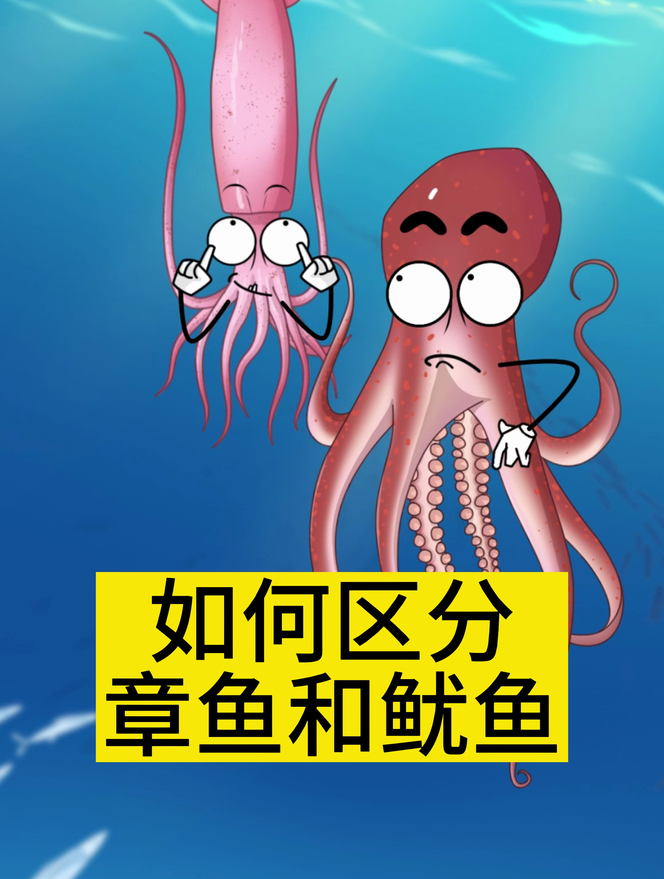 如何区分章鱼和鱿鱼