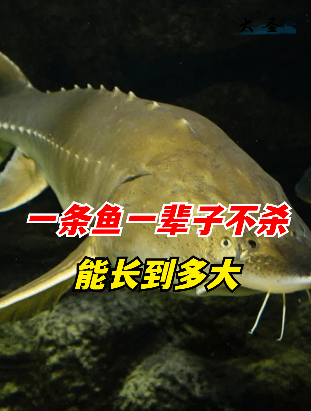 一条鱼一辈子不杀,能长到多大?黑龙江鱼王重达1000多斤(1)