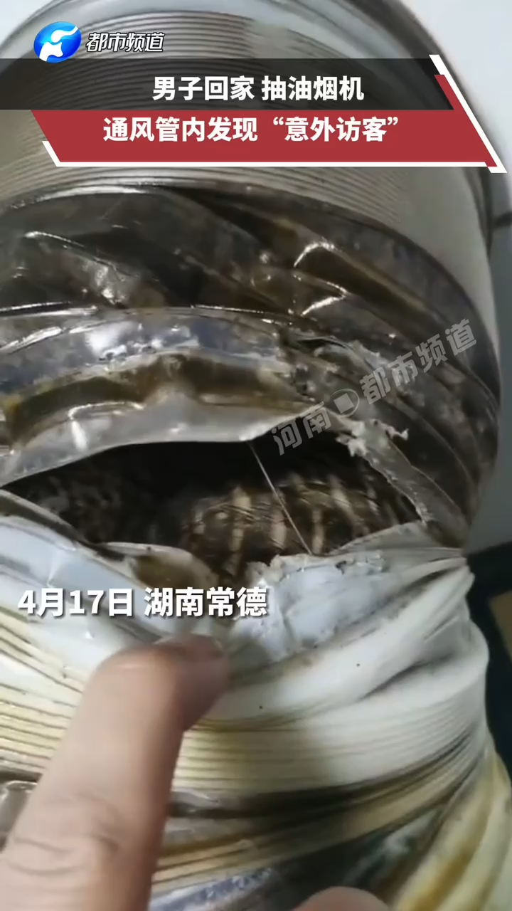 头皮发麻!抽油烟机传出怪声,男子打开后发现“意外访客”!