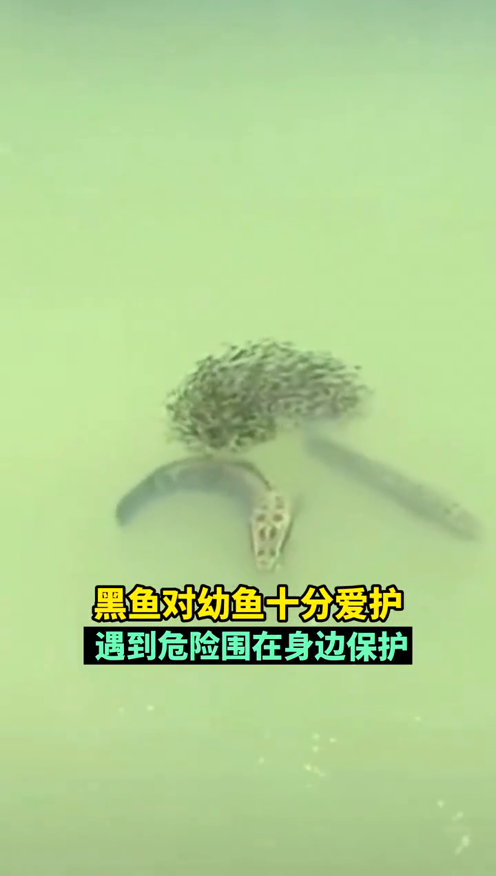 钓友拍到感人一幕:一对黑鱼潜伏于鱼巢附近,以免幼崽被偷袭
