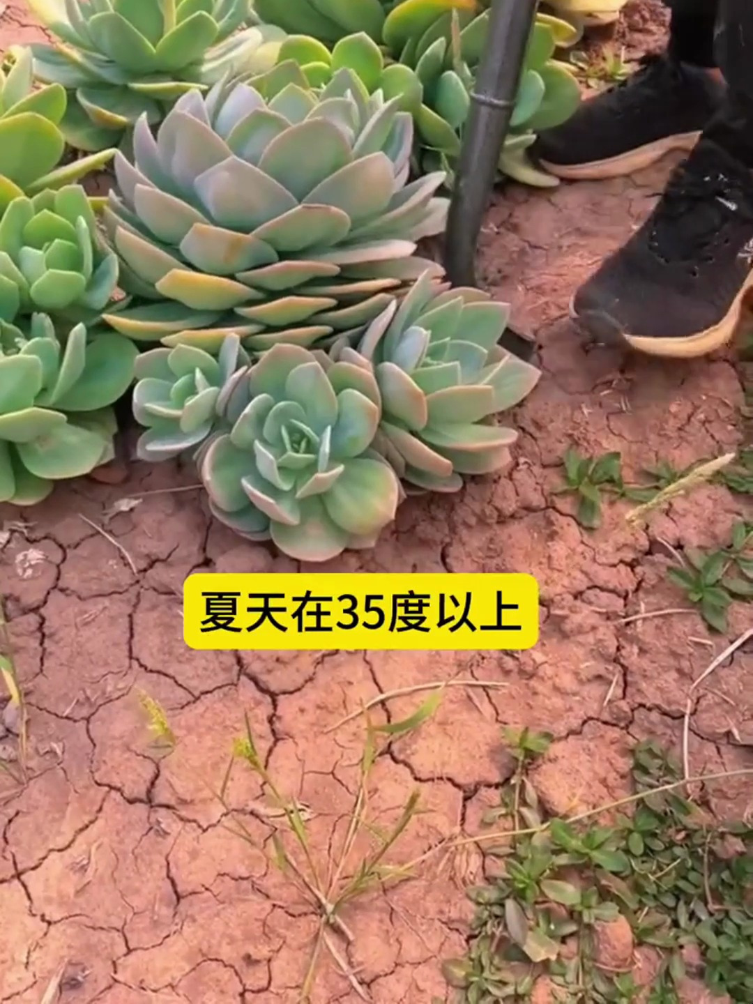 夏天温度35度以上多肉就进入了一个休眠,多肉如何养护