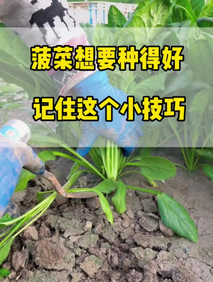 按照我这个方法种菠菜,不出苗你找我