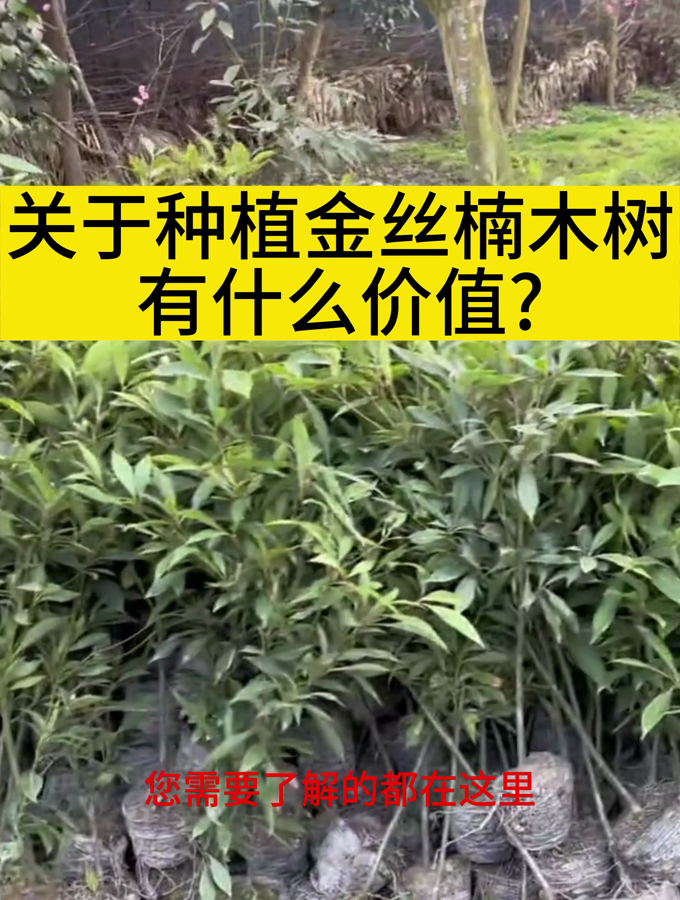 金丝楠木有什么价值?金丝楠木树苗