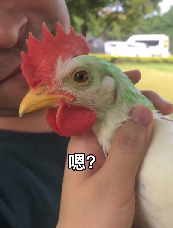 三只染色小鸡长大后,鸡爸爸每天都非常有耐心的陪它们玩耍