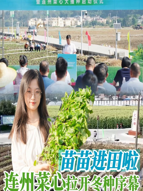 苗苗进田啦!连州菜心拉开冬季蔬菜大播种序幕～