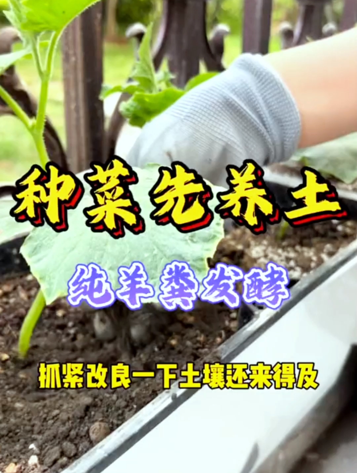 羊粪到底有多神奇?被称作“粪便之王”,是有它的道理的!