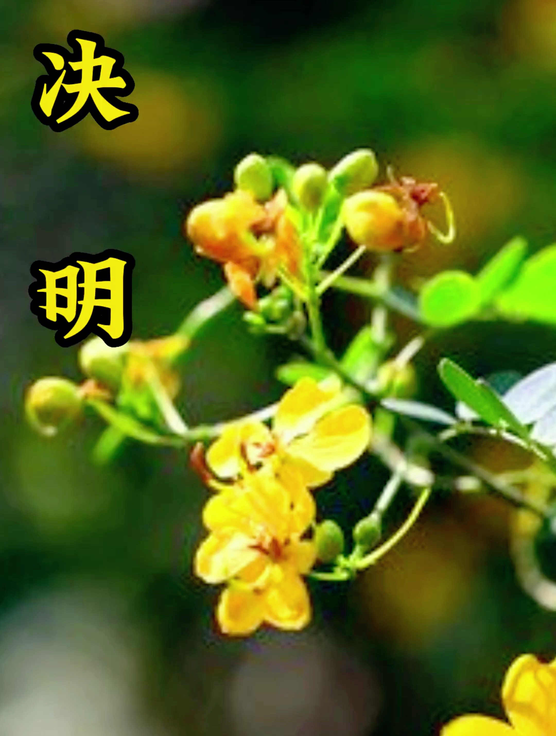 你认识决明子吗,中草药王国