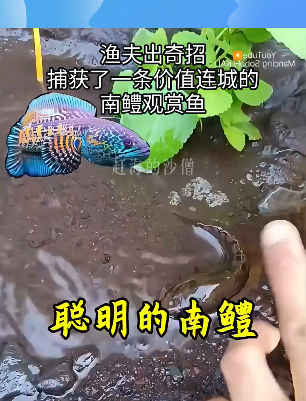 渔夫出奇招,捕获了一条价值连城的南鳢观赏鱼
