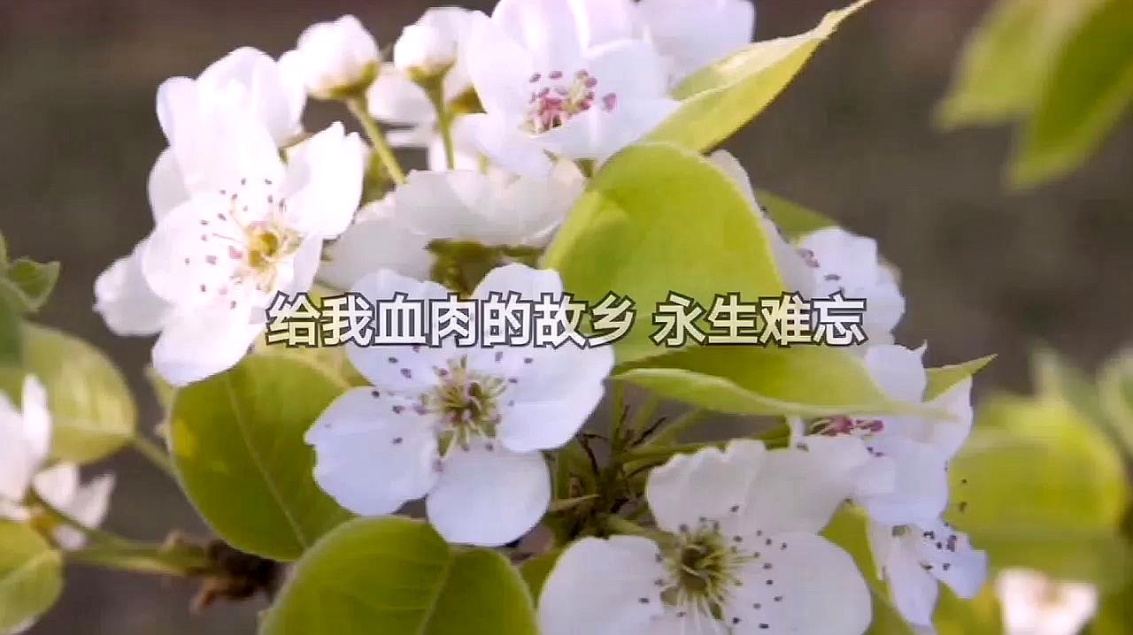 [图]梨花又开放 原唱 周峰