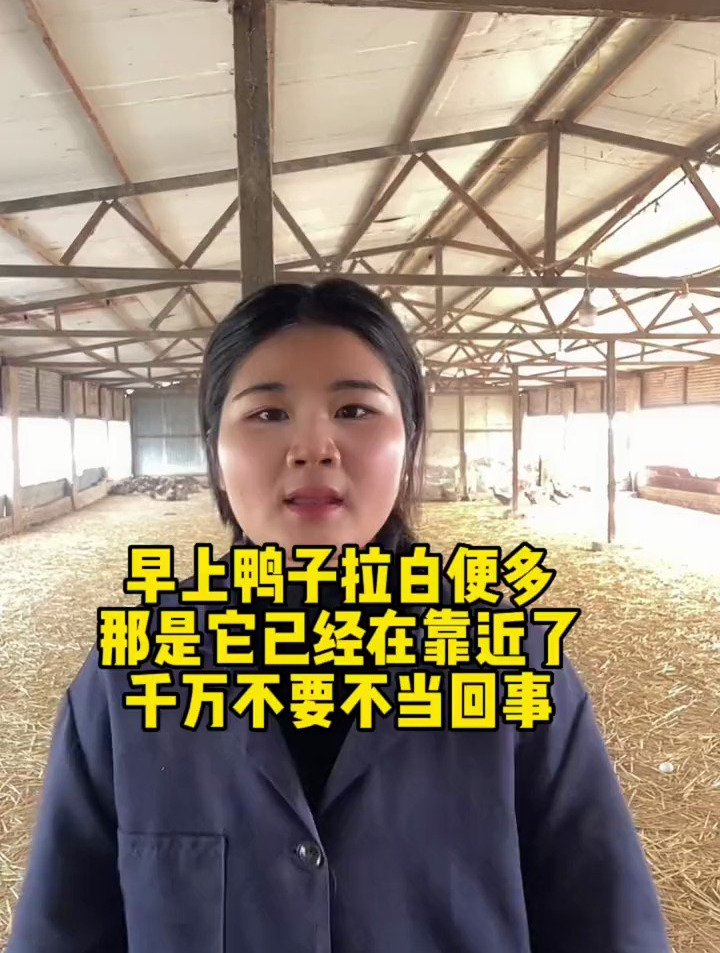 早上鸭子拉白便多,那是它来了,千万不要不当回事