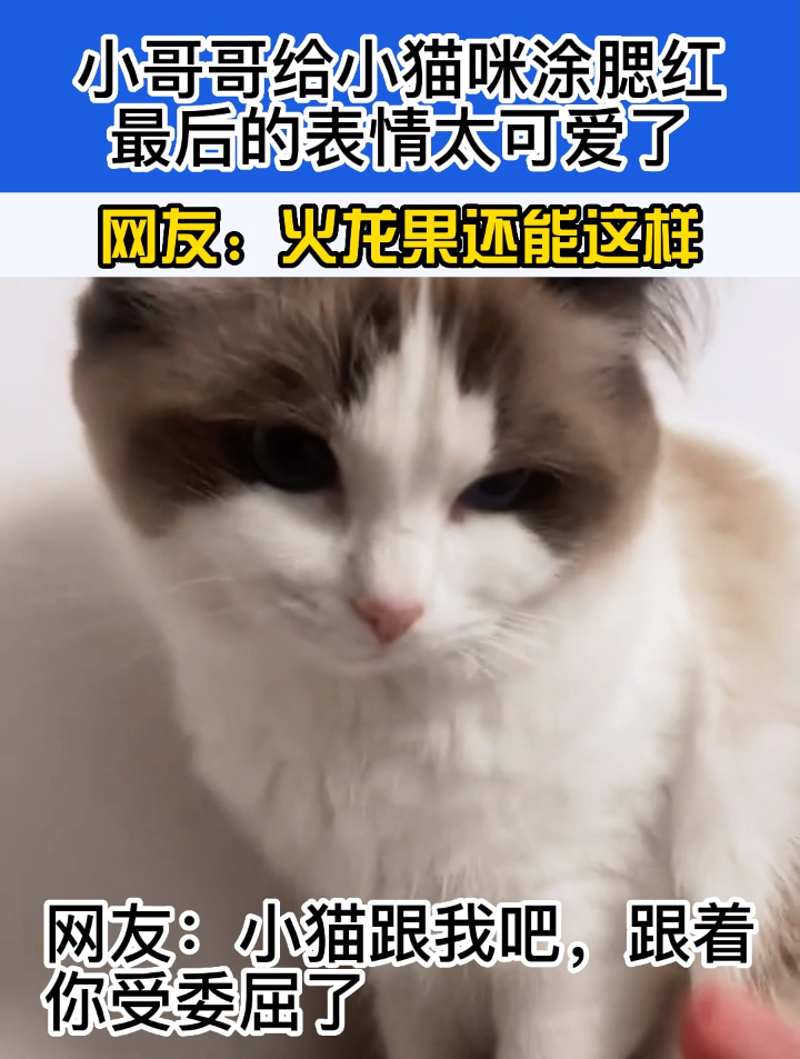 小哥哥给猫咪涂腮红,最后的表情太可爱了,网友:火龙果还能这样