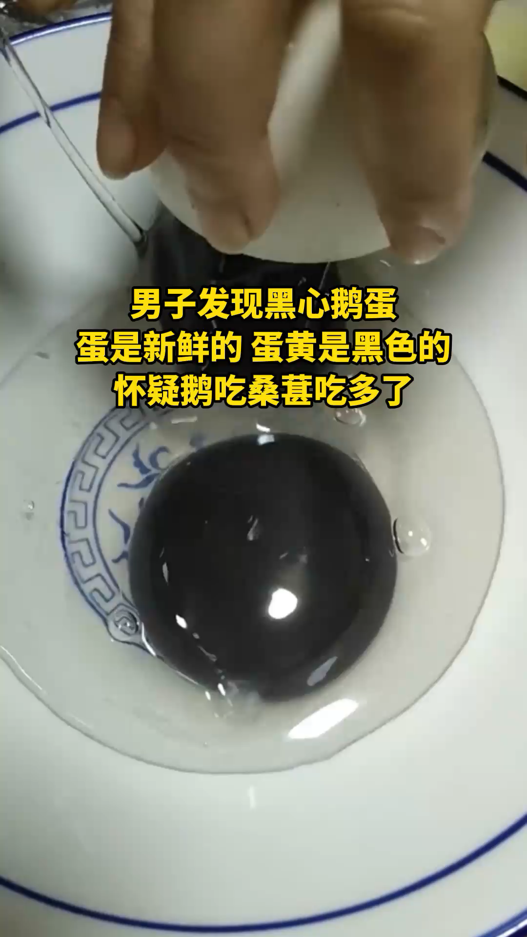 5月23日,浙江杭州。男子发现黑心鹅蛋,蛋是新鲜的,蛋黄是黑色的,真是太奇怪了。奇怪