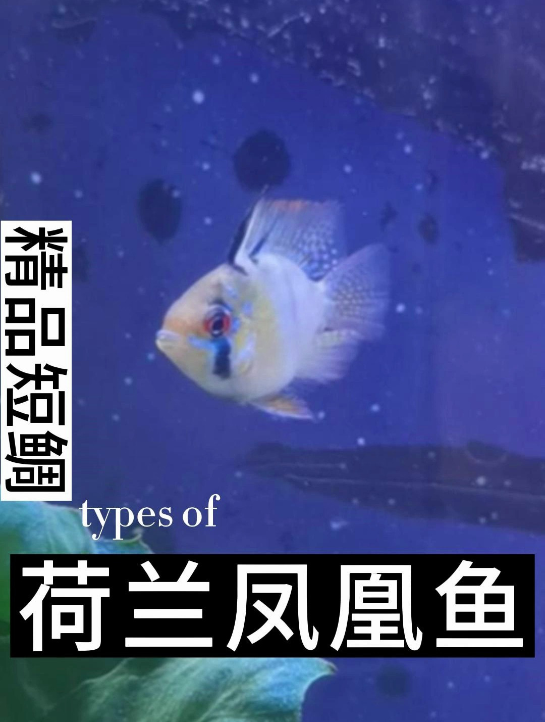 荷兰短鲷鱼和玻利维亚凤凰同属,但是颜色更为靓丽