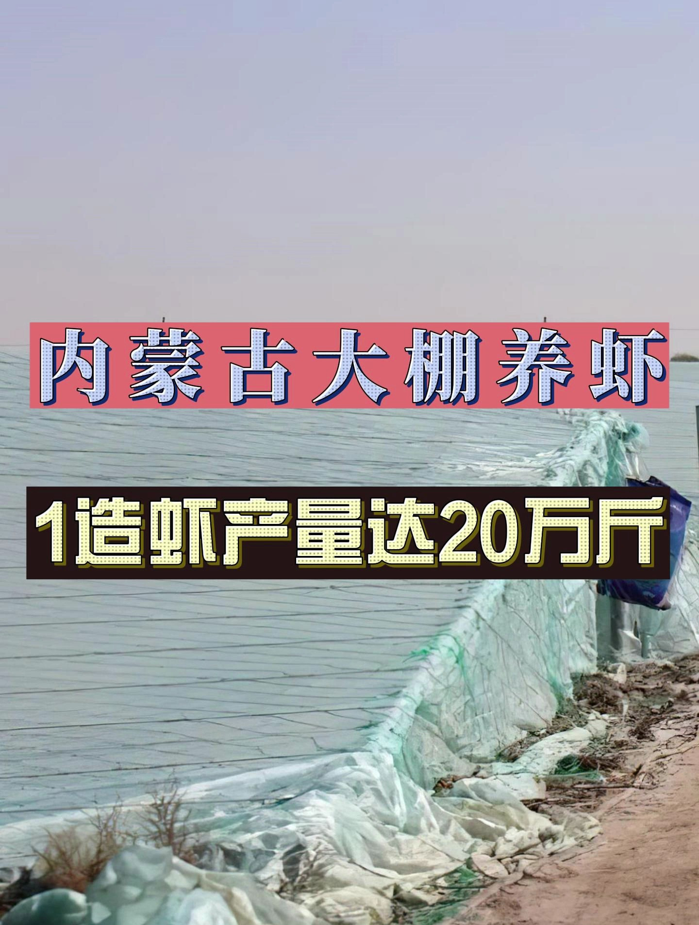 厉害了!内蒙古大棚养虾,1造虾产量高达20万斤!