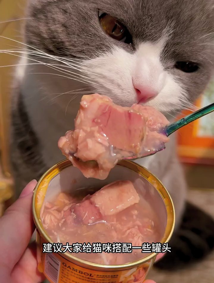 麦富迪小金罐,每一罐都有一整块的吞拿鱼肉,还能给猫咪补水