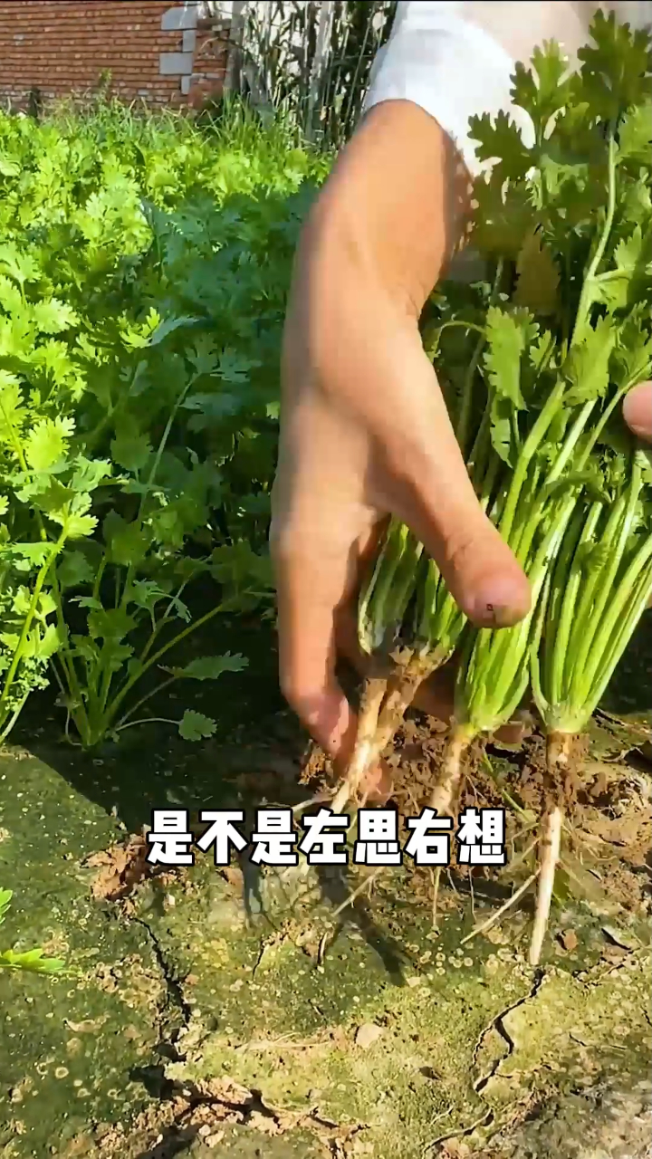 为啥你种的香菜出牙慢长得还细是不是左思右想也找不到原因来