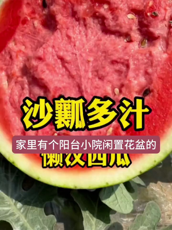 懒汉瓜是西瓜的一种早熟品种,沙瓤多汁,自己在家如何培育?