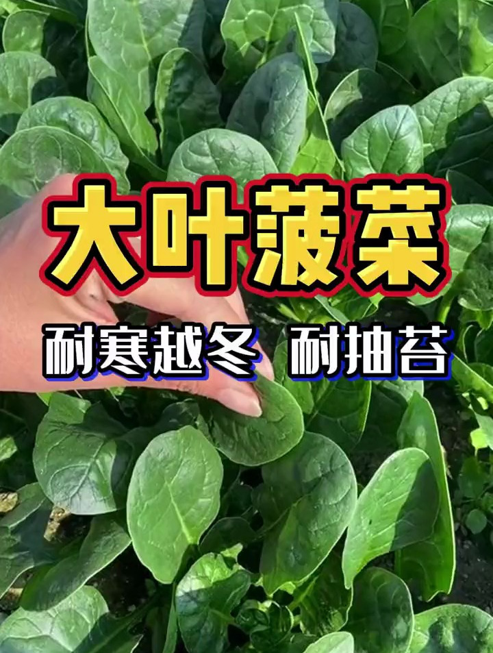 大叶菠菜,耐寒耐抽薹,越冬必备