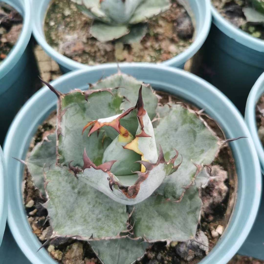 多肉植物的故乡:生态和谐的自然基地