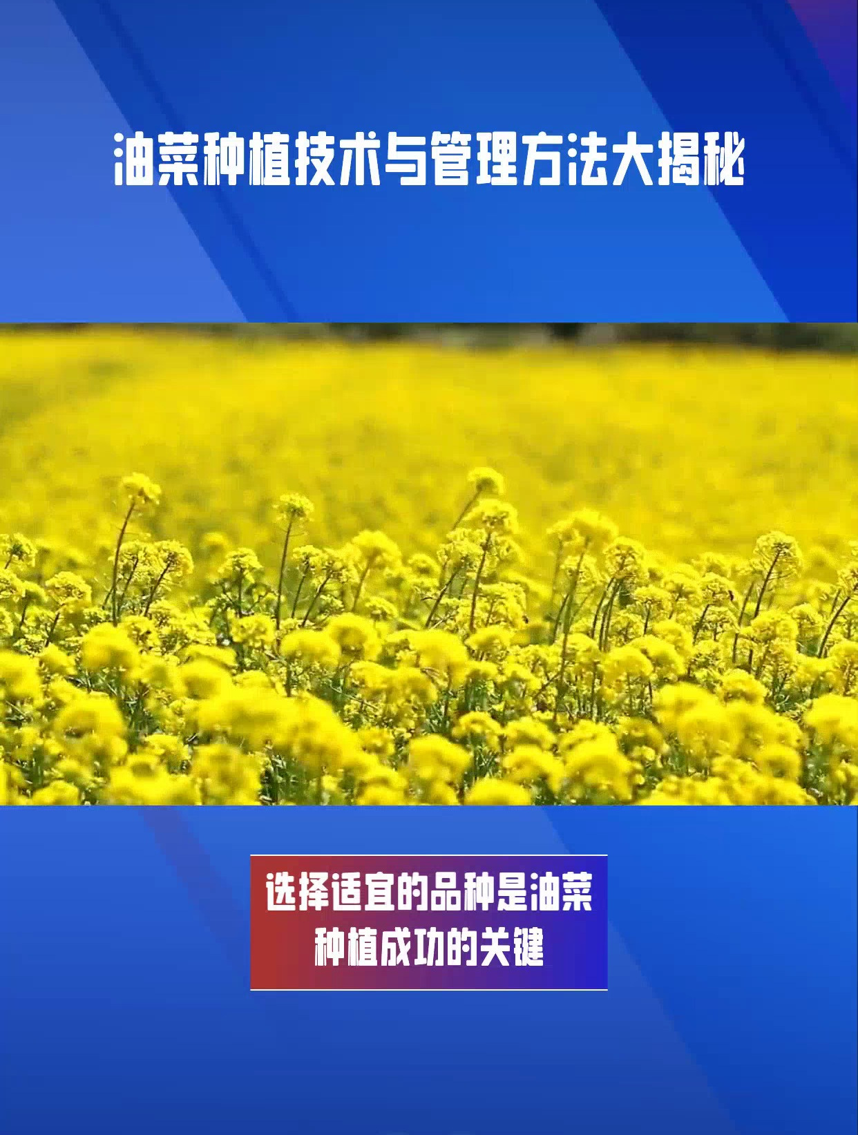 油菜种植技术与管理,从播种到收获,全方位指南助你丰收