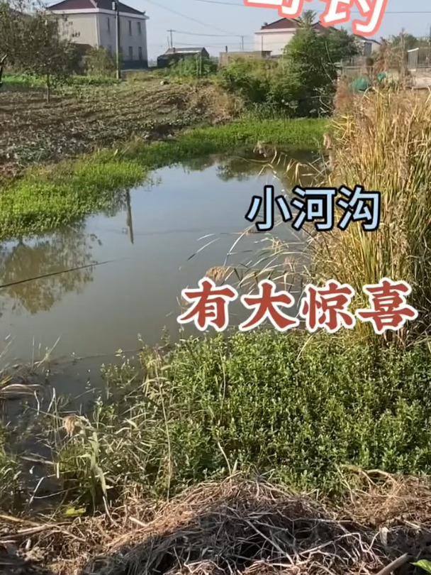 小河沟里的黄金土鲫
