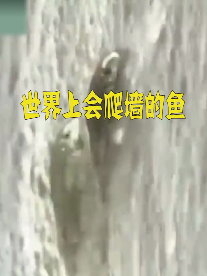 世界上会爬墙的鱼 世界之最