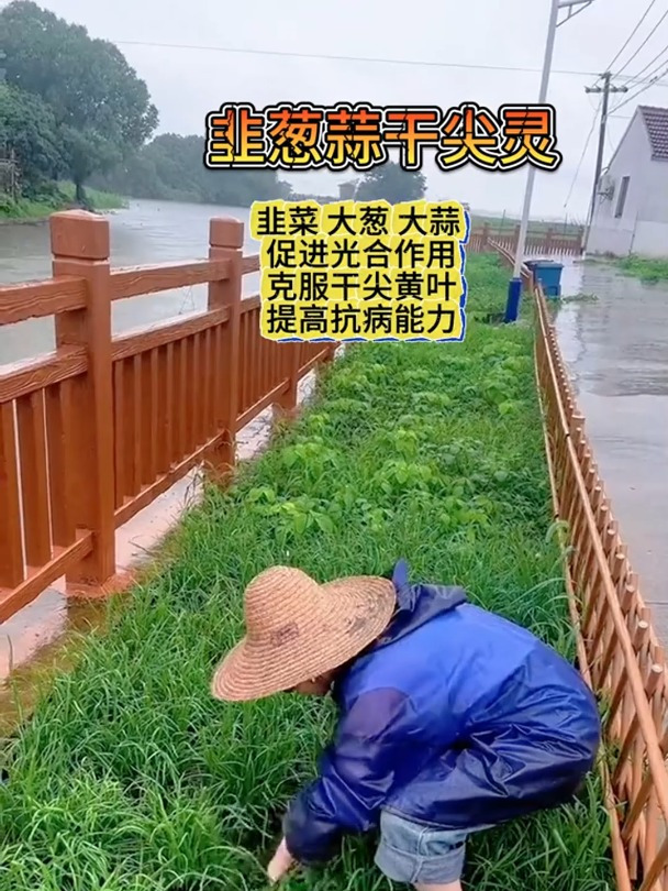 韭菜出现了大面积的干尖黄叶,怎么办?别着急韭葱蒜干尖灵来帮忙