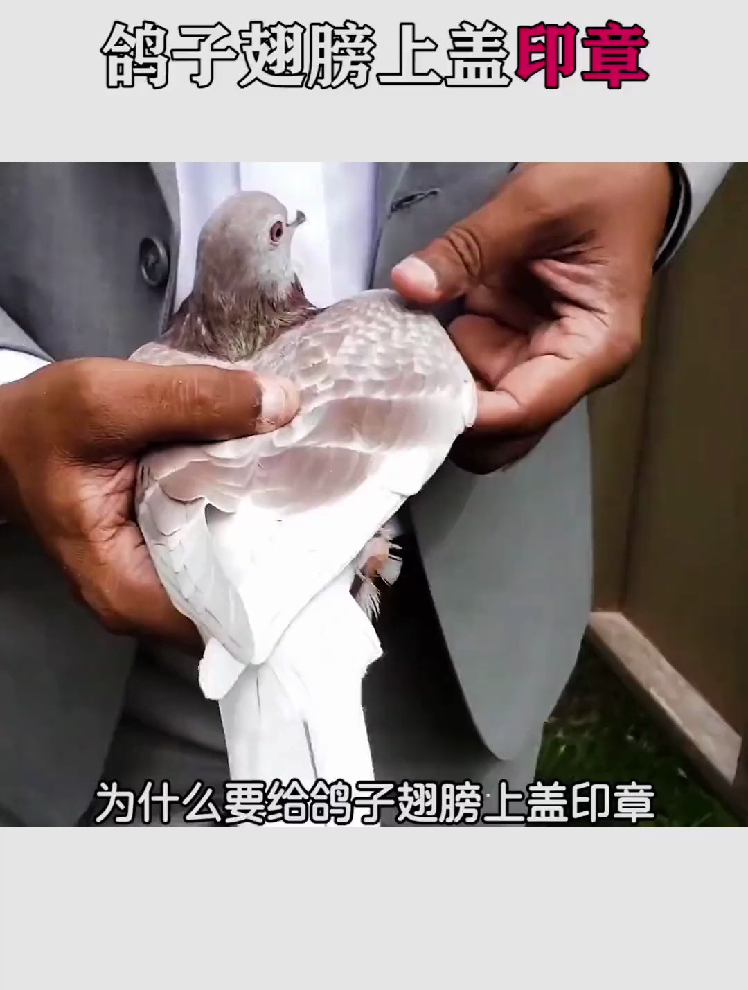 为什么要给鸽子翅膀上盖印章