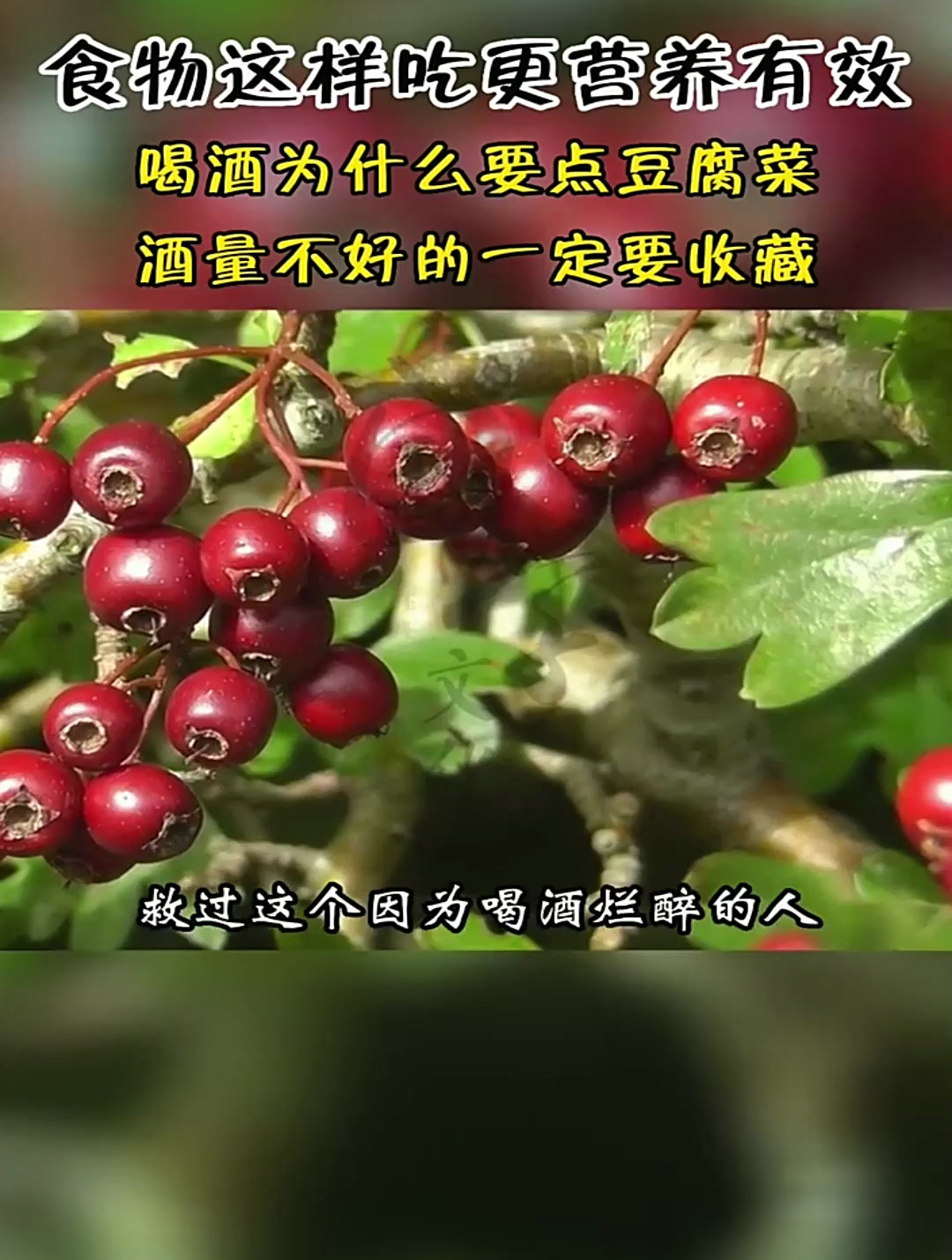 豆腐有解酒的功效你知道吗?经常喝酒应酬的人一定要看完这条视频