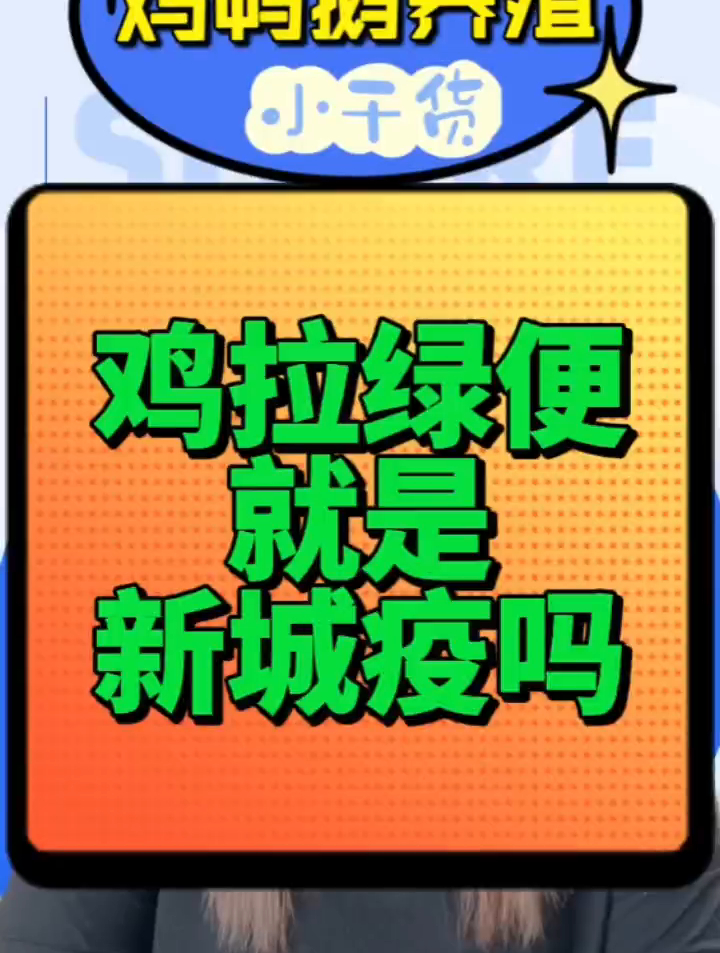 蛋鸡拉绿粪是什么原因?鸡拉的粪便呈绿色是什么原因?