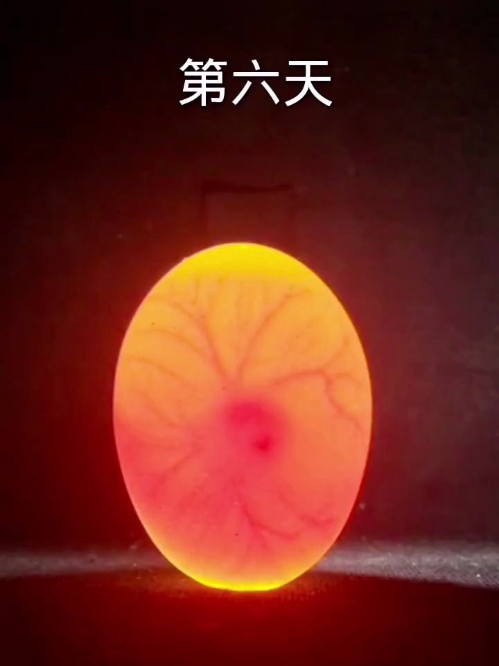 0天孵化鸡蛋发育到21天出壳全部过程!