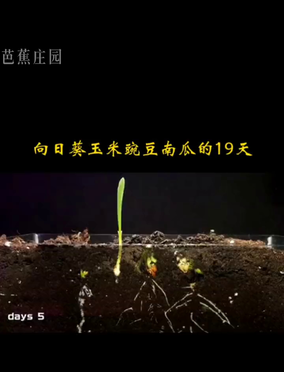 从种子到丰收:19天里向日葵、玉米、豌豆和南瓜的生长日记