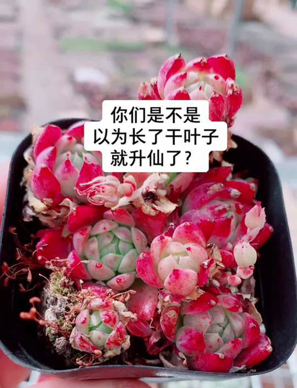 红艳艳的曼莲多肉,肉嘟嘟的超级可爱!