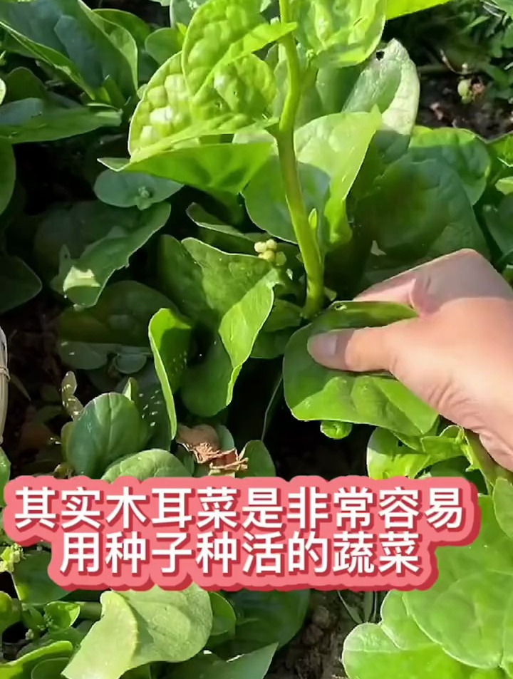种几株只浇水就可吃个没完的木耳菜,天天摘越摘越茂盛