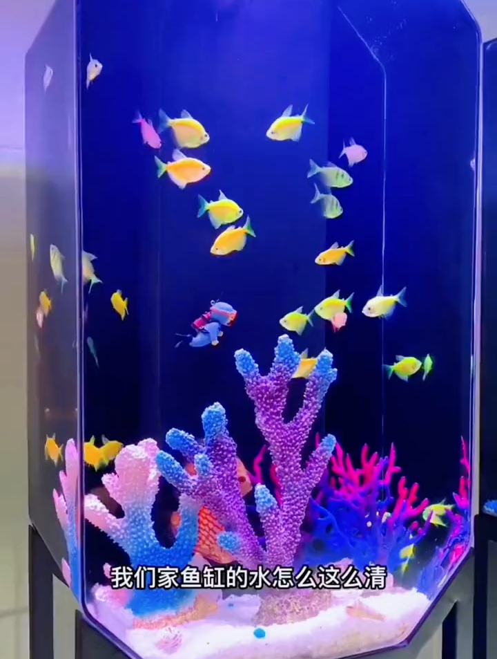 养鱼养心,生活中必须培养一些自己喜欢的事。鱼缸
