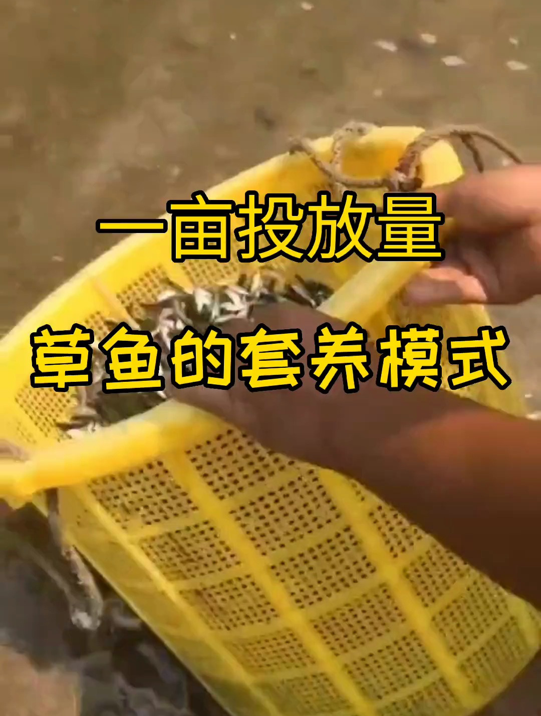 草鱼的套养模式你知道吗?评论区聊聊 水产养殖 鱼 草鱼