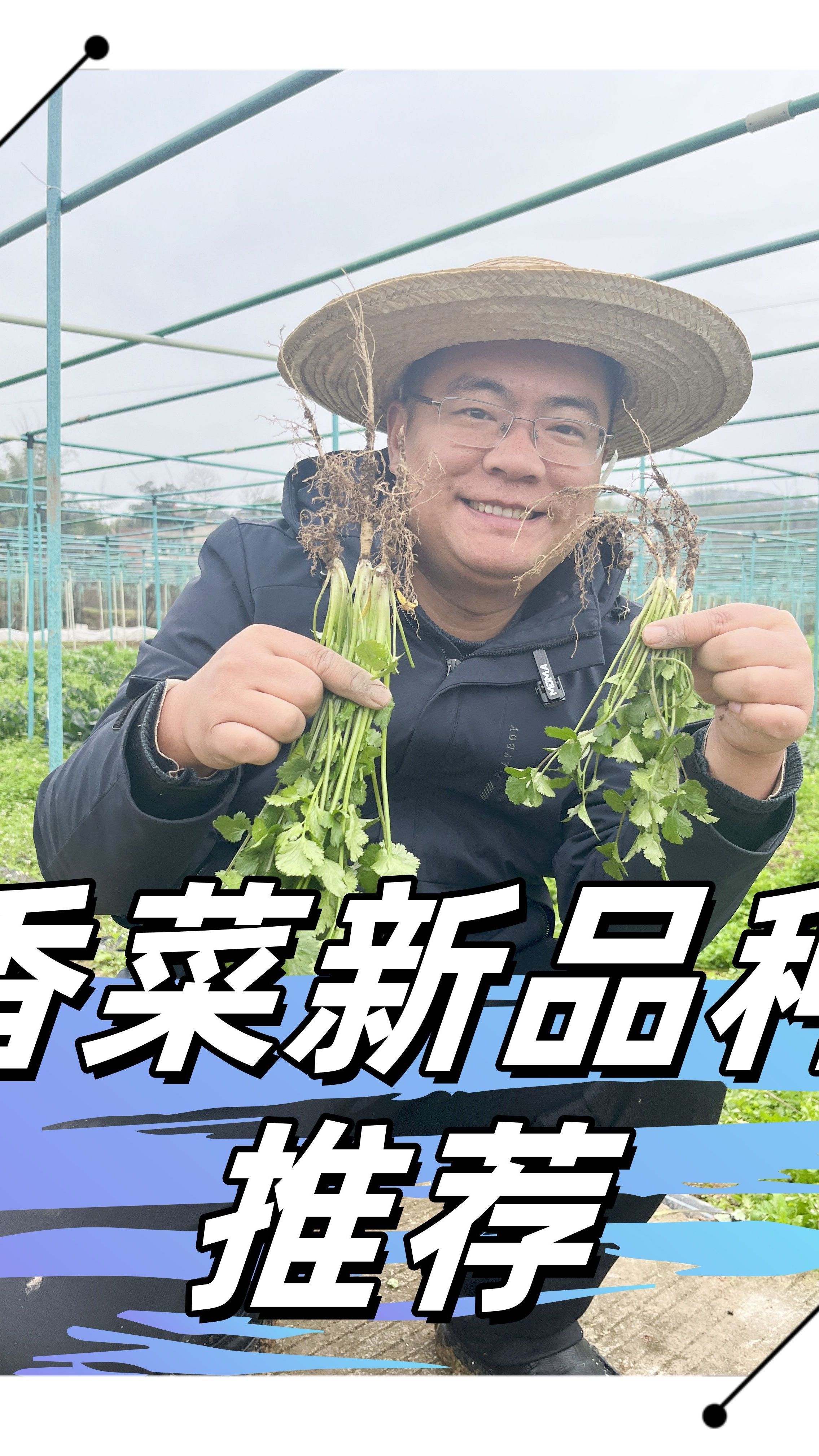 《香菜》新品种介绍