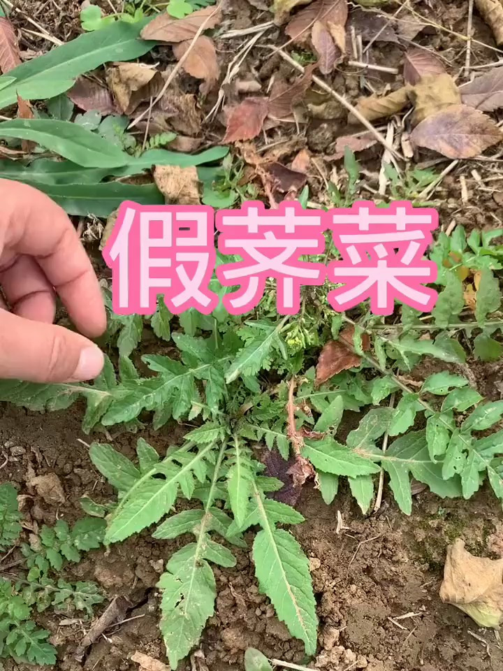 植物知识之蔊菜,听我来讲!