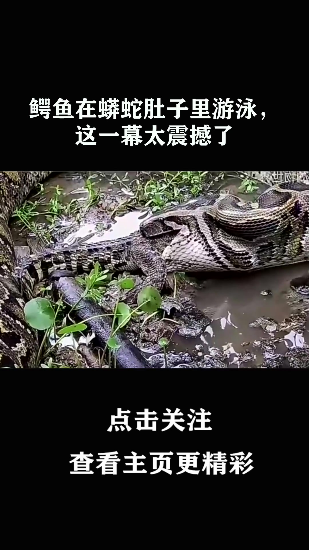 鳄鱼在蟒蛇肚子里游泳,这一幕太震撼了