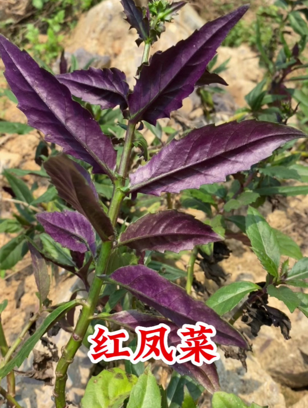 红凤菜也叫“血皮菜”,你知道它的价值吗?