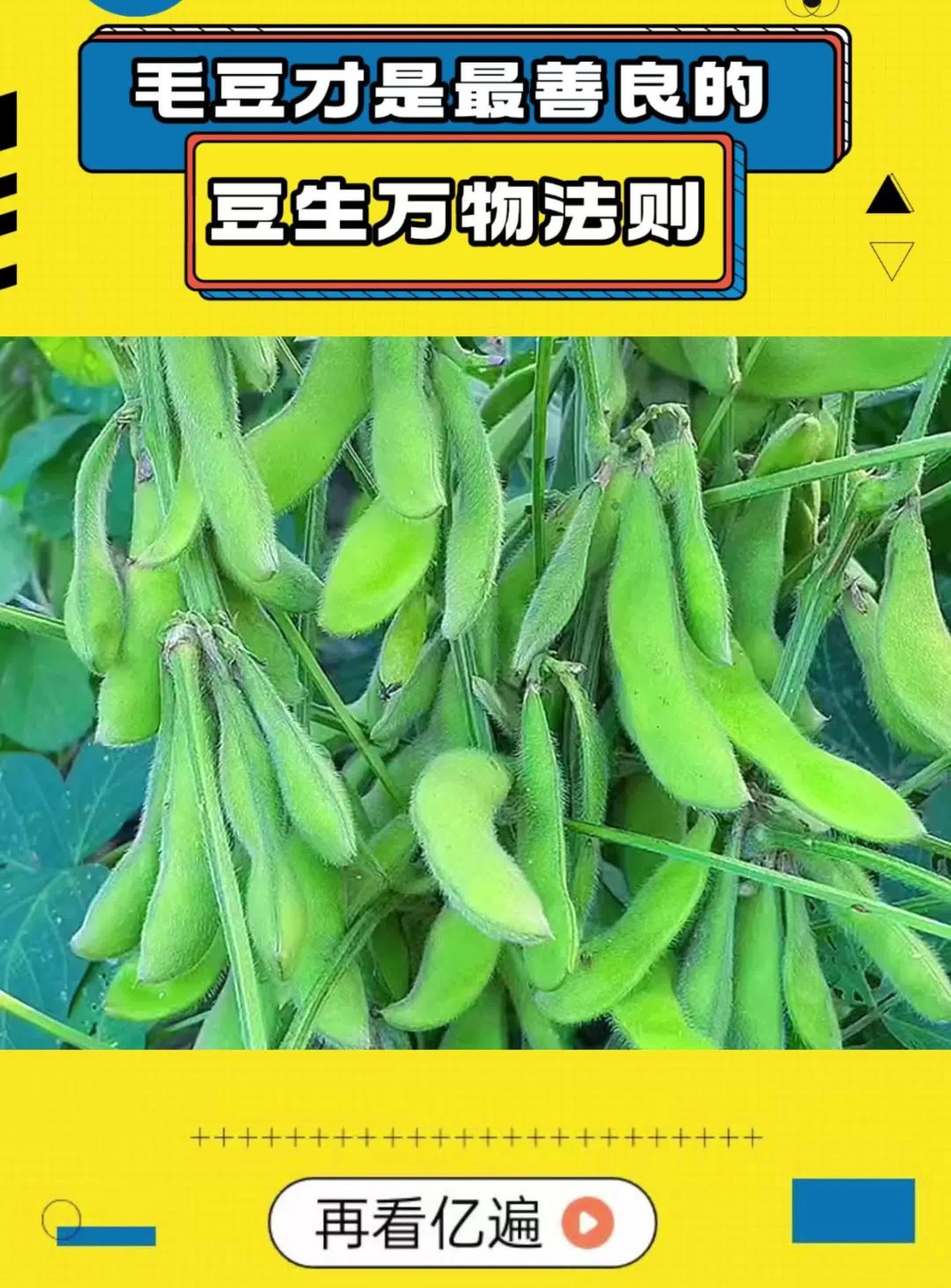 毛豆才是最善良的豆生万物法则