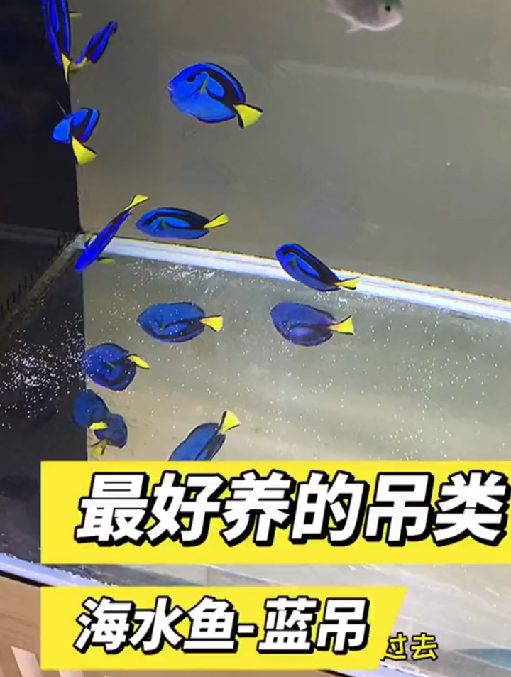 想知道海水鱼最好养的吊类吗?今天我们来认识一下,鱼缸养蓝吊